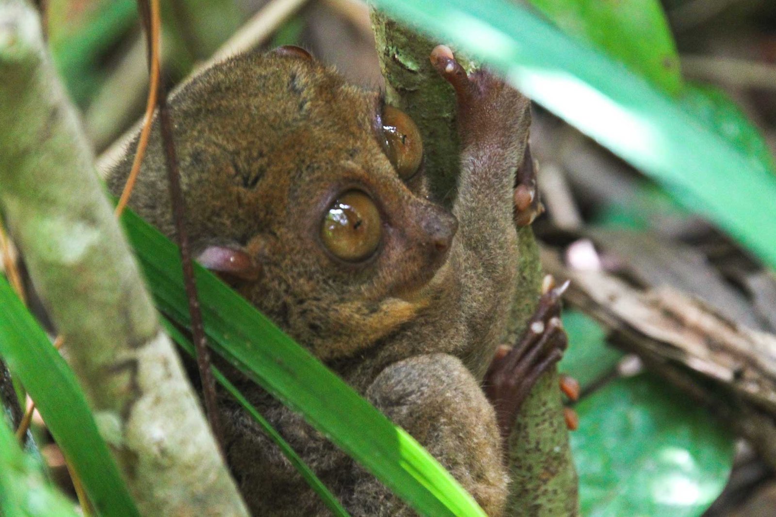 tarsier monkey Philippines