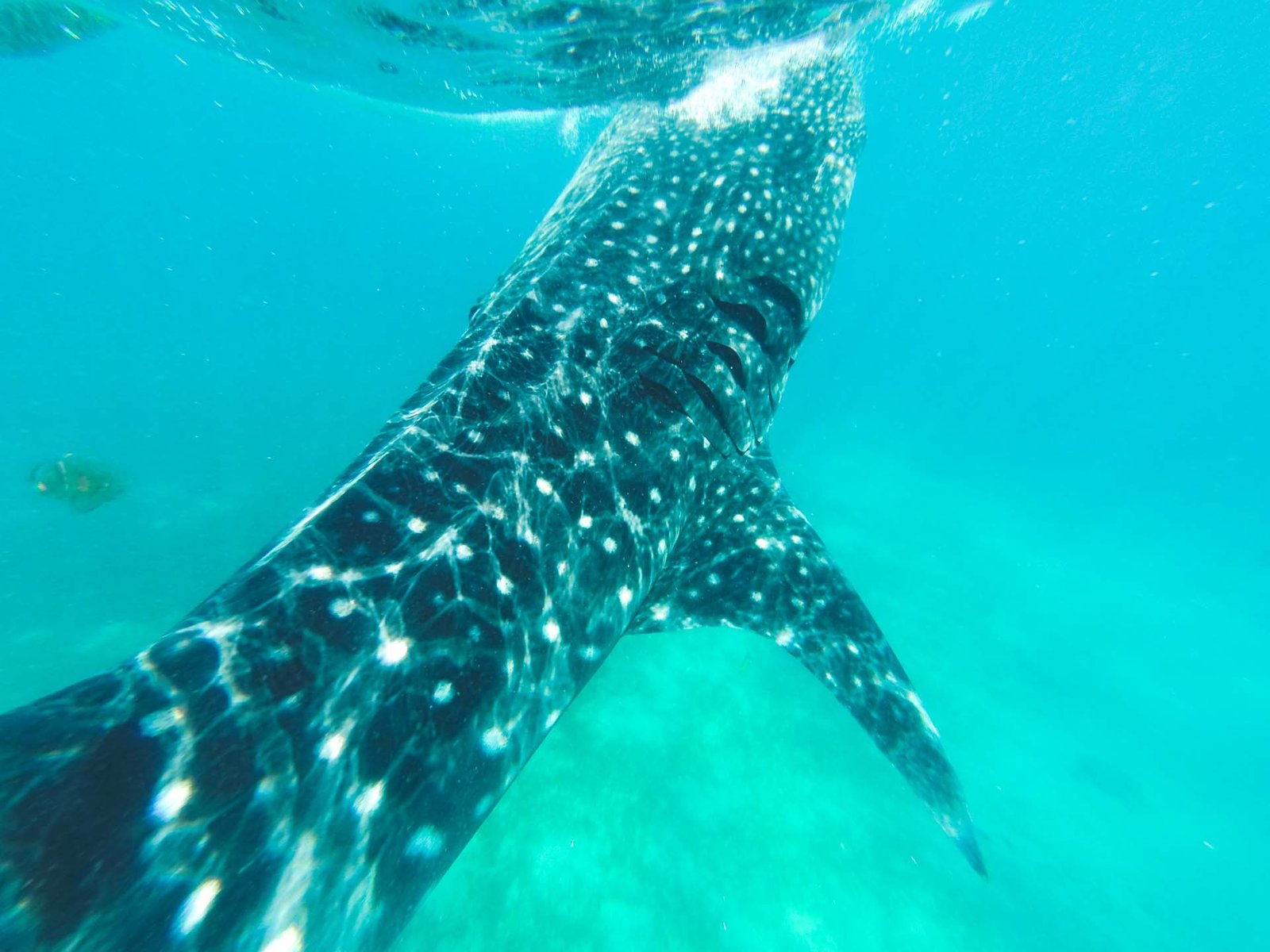 whale shark in Oslob 