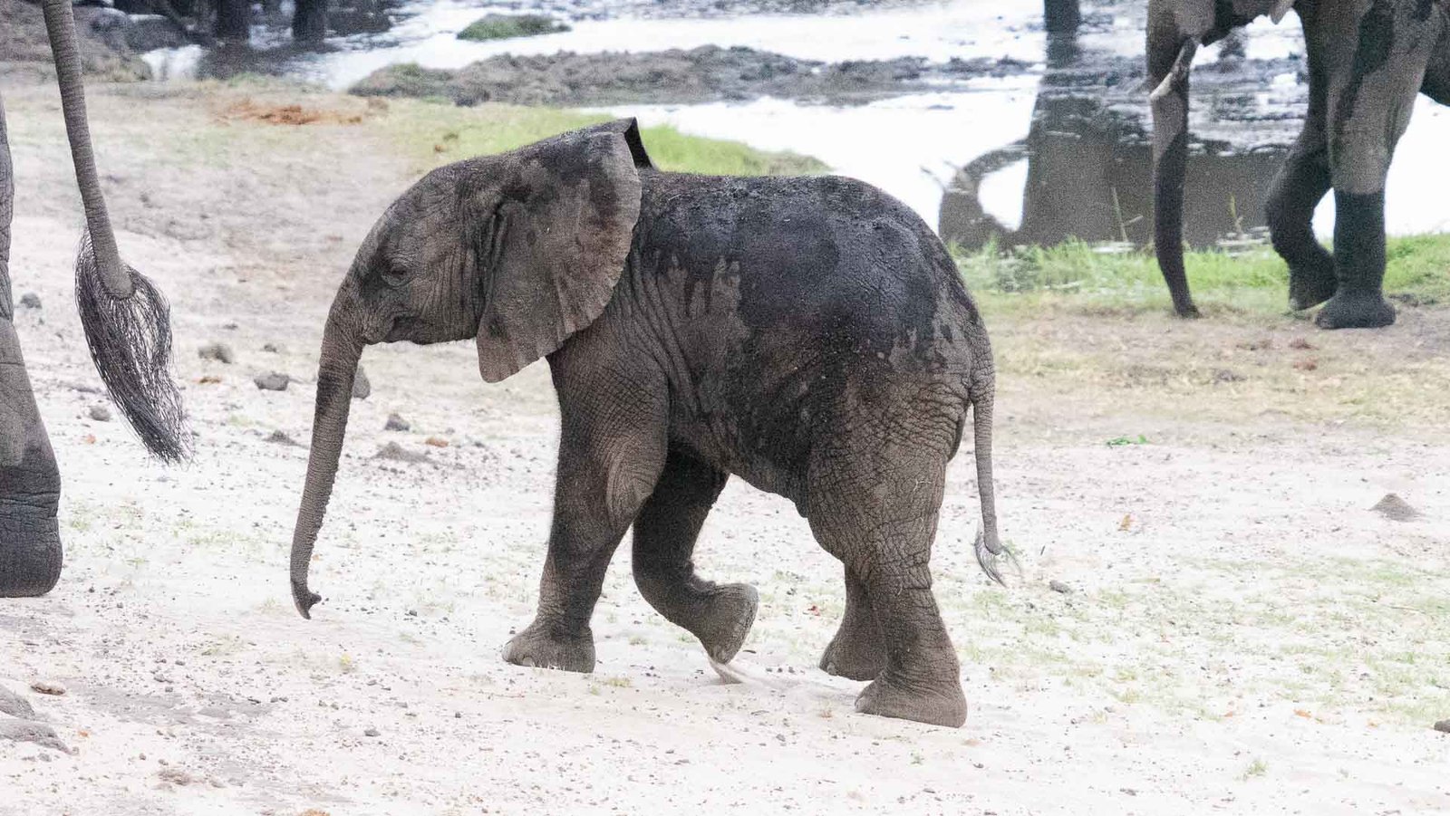 Baby elephant in Botswana