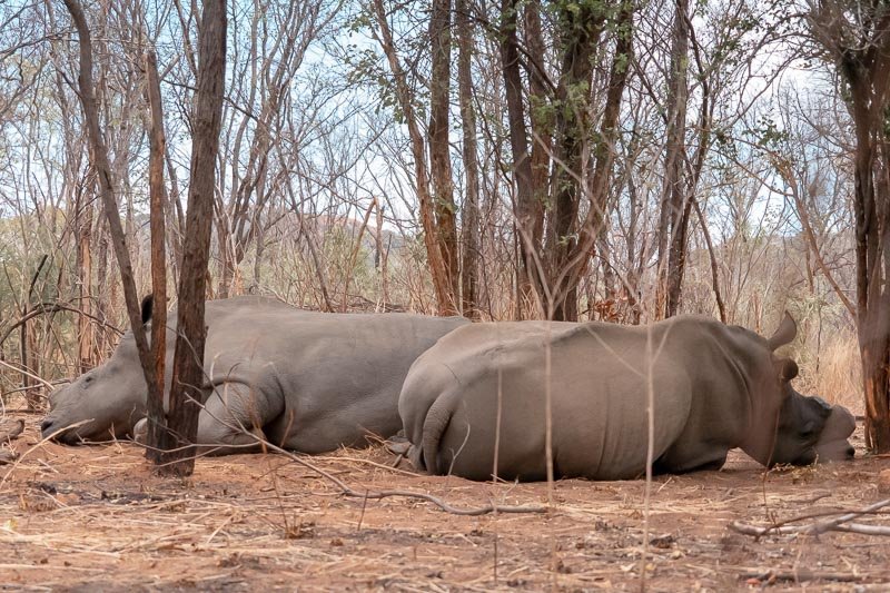 rhinos in Matobo National Park in Zimbabwe