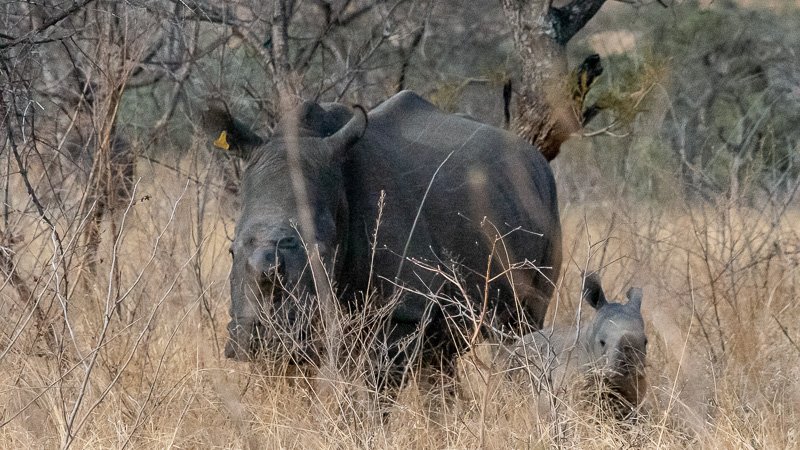 Rhino with baby in Zimbabwe