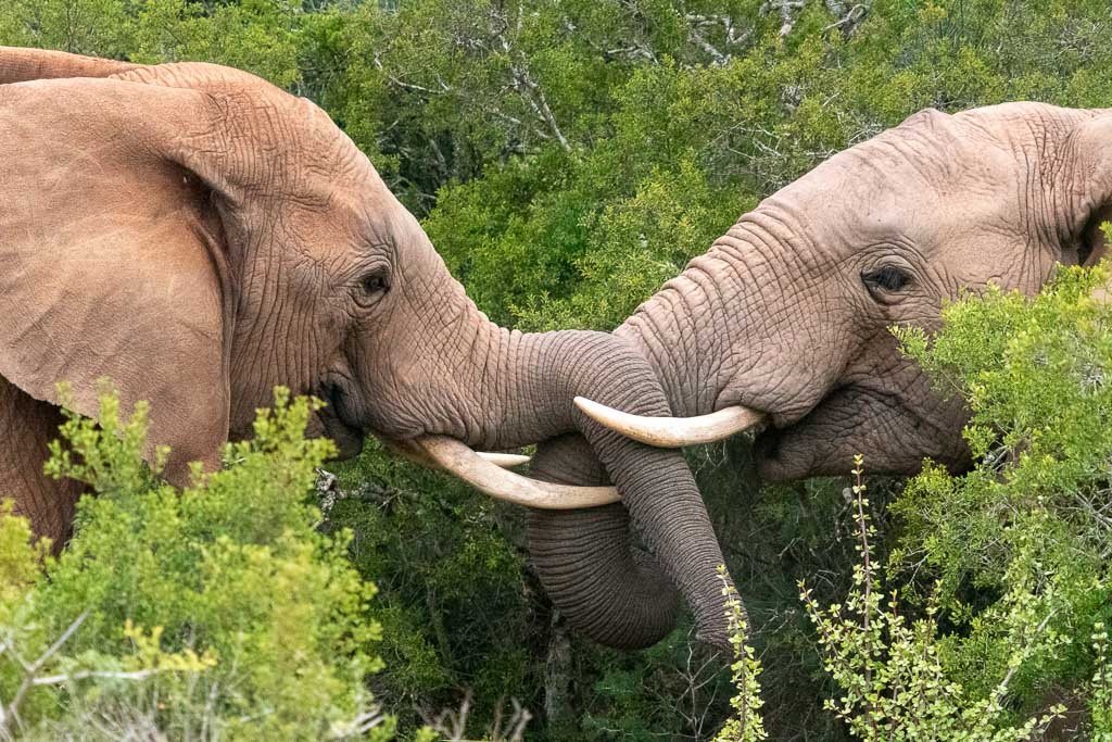 Safari in Addo elephant park South Africa