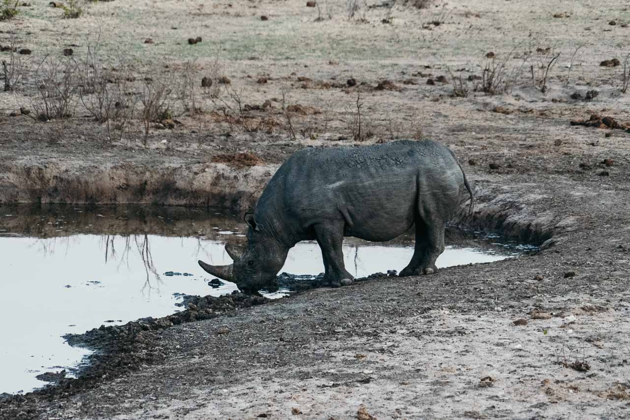 Rhino at Etosha National Park