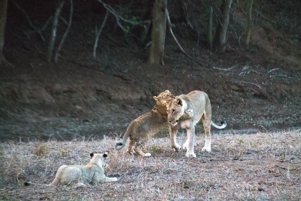lions in Kruger park