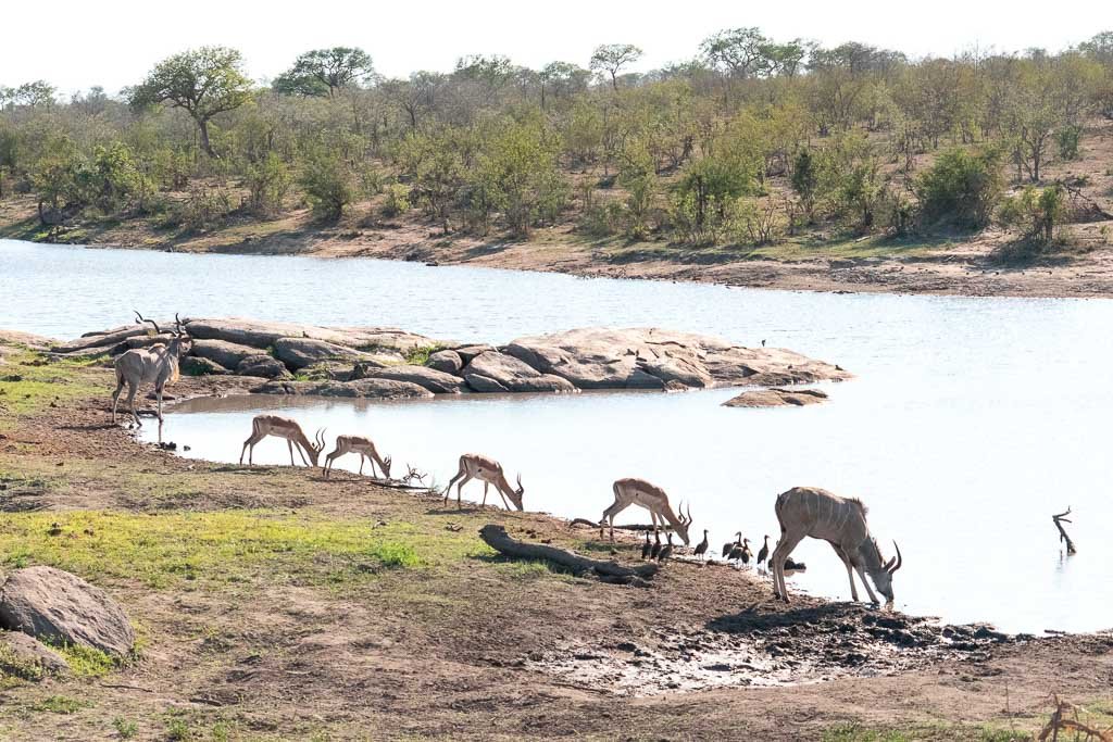 Springboks drinking at a waterhole in Kruger National Park
