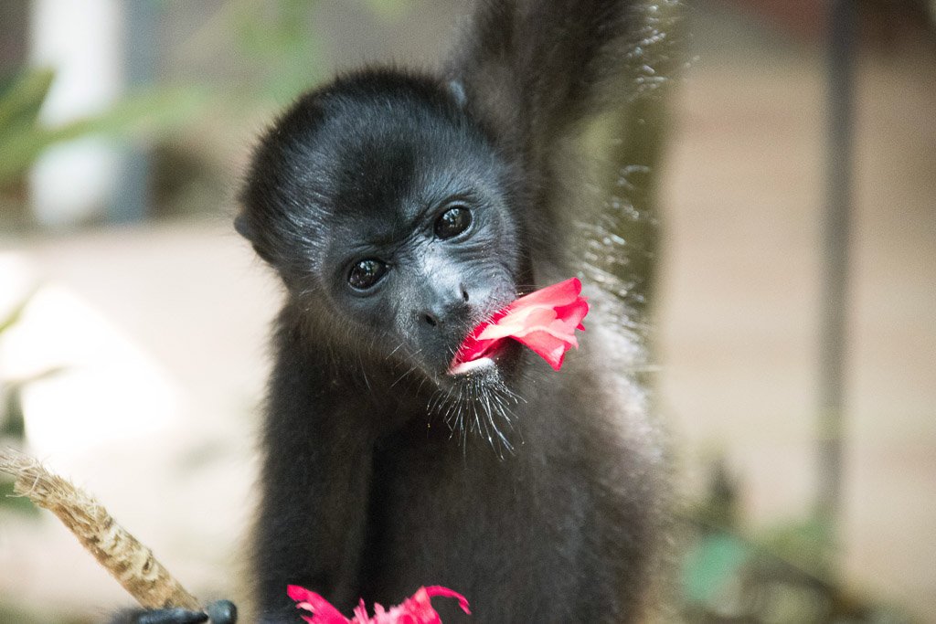 Monkey in Jaguar rescue centre