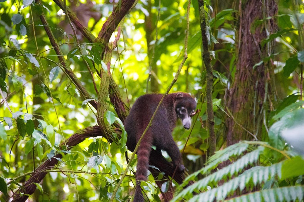 Ring-tailed Coati in Arenal National Park