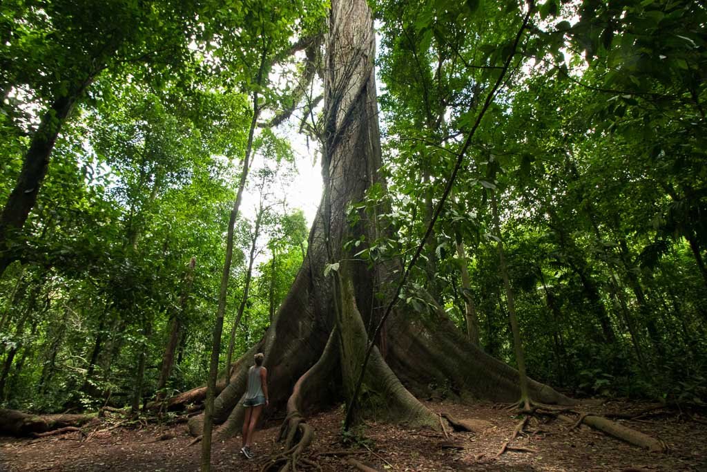 Big trees in Arenal National Park