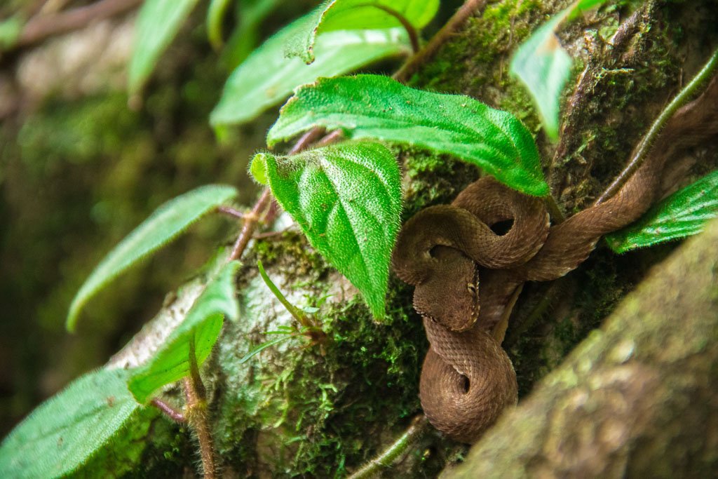 A Snake in the forest of Arenal National Park