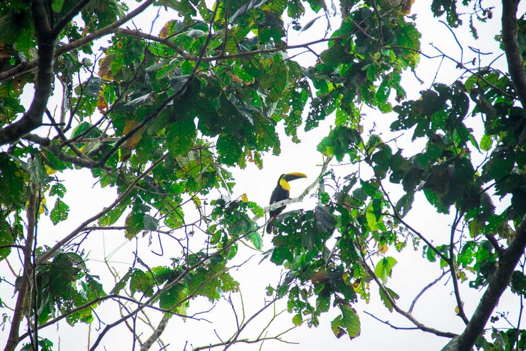 Tucan in the trees in Monteverde