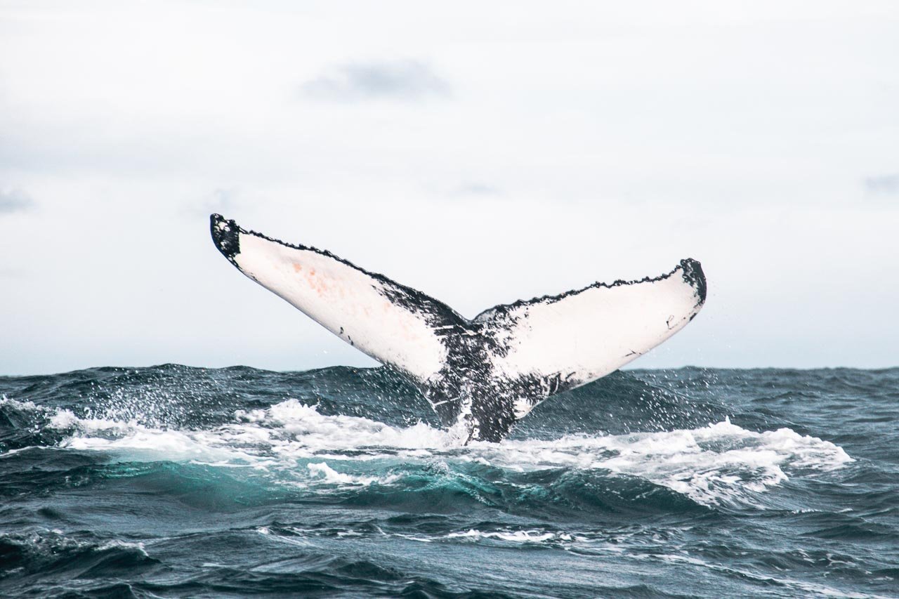 Husavik whale watching tour