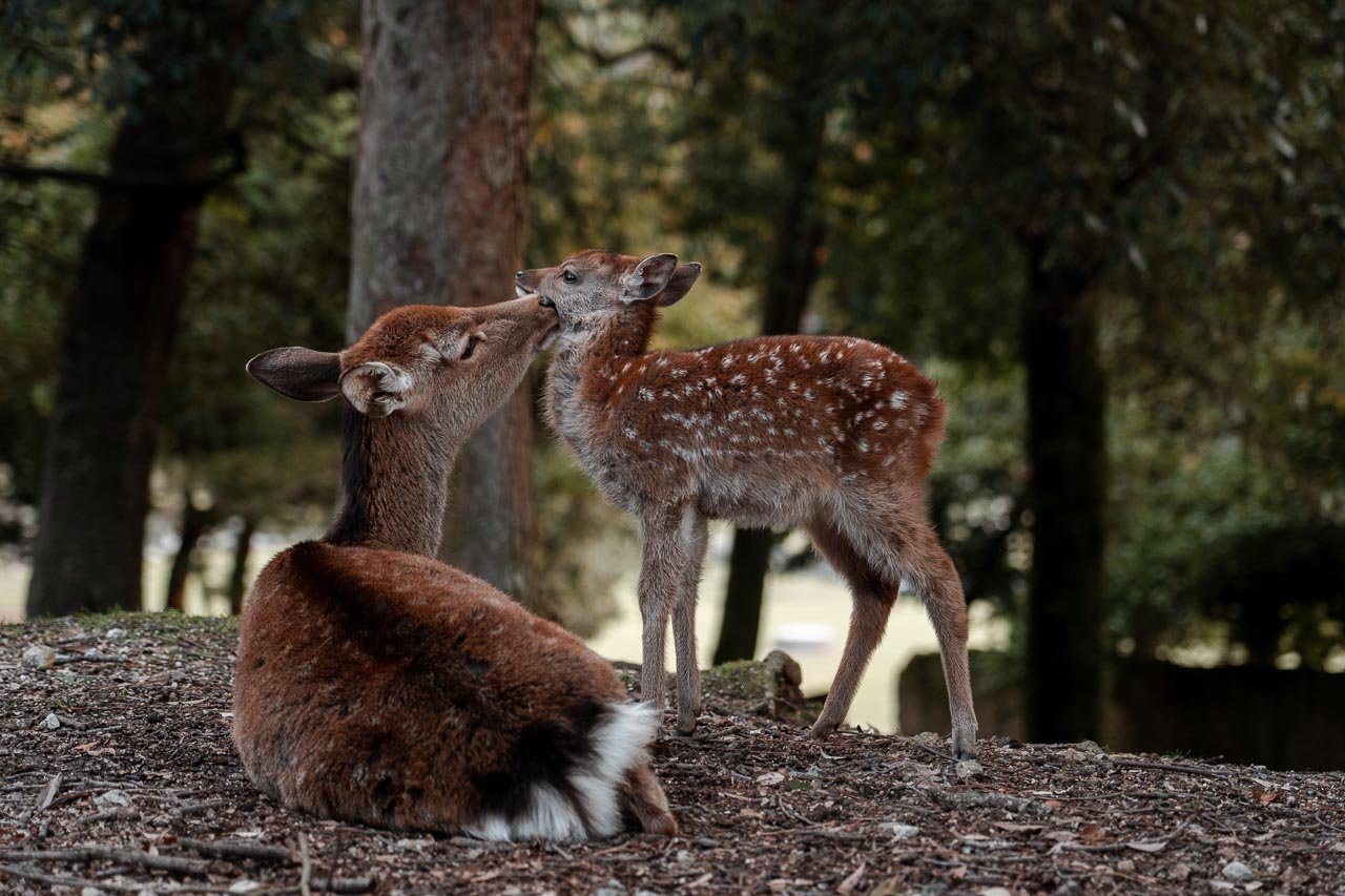 Nara Park - mother and baby deer