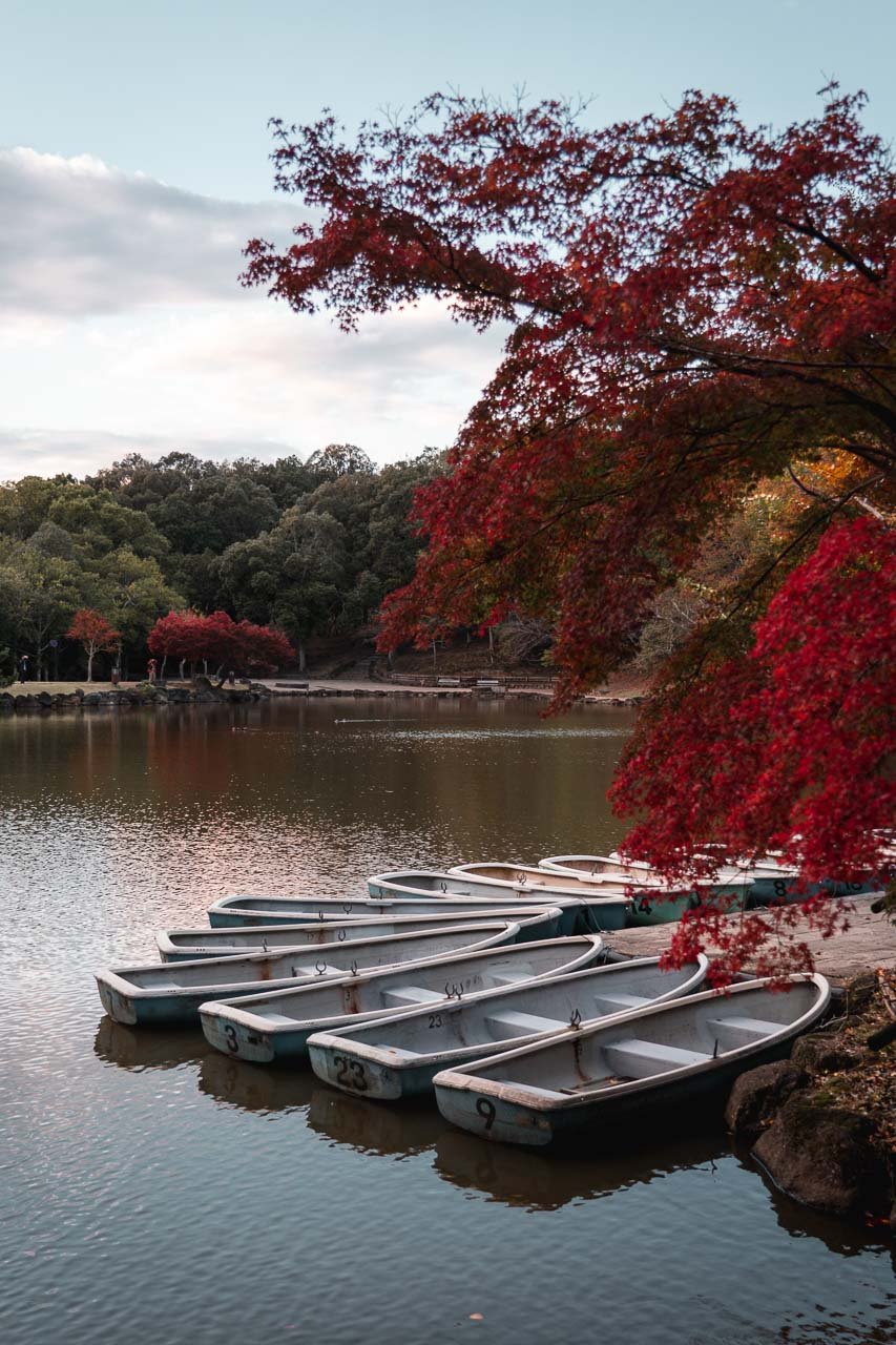 Nara Park with sunset