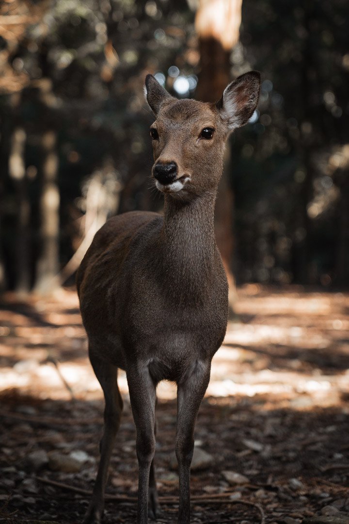 Deer in Nara