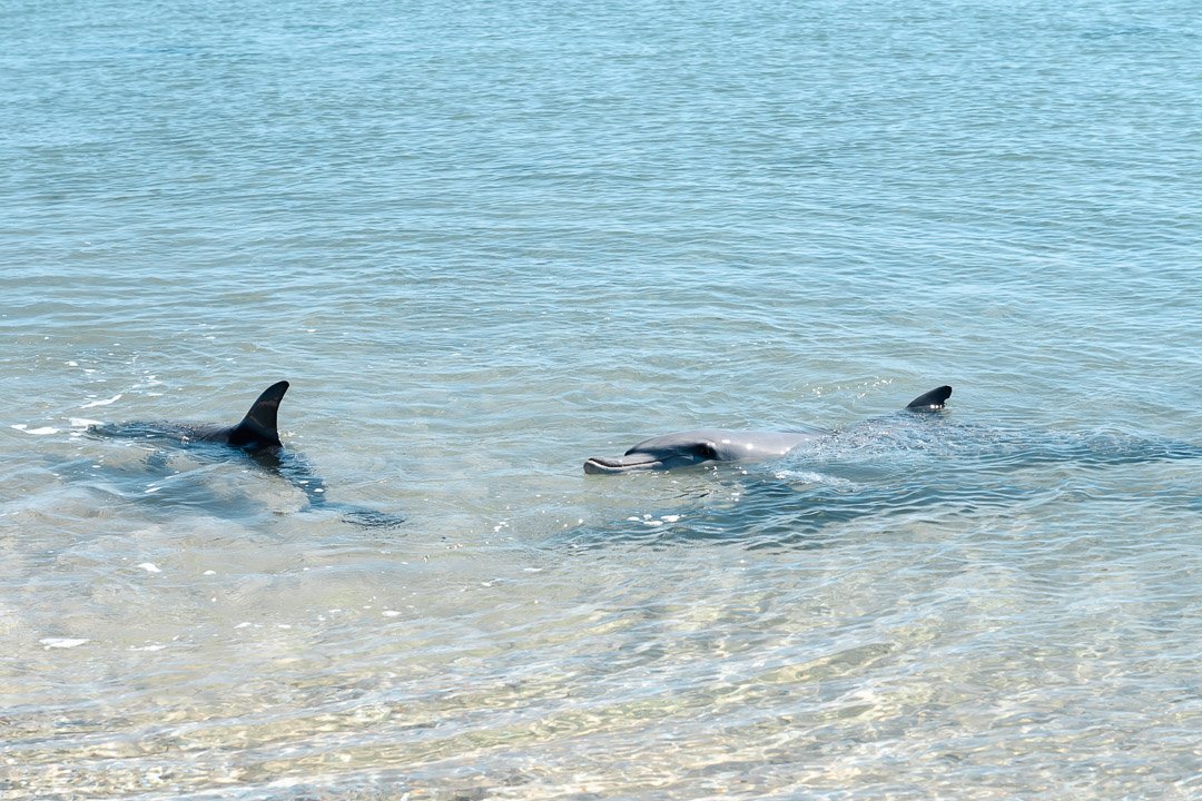 Dolphins swimming close to the beach in Monkey Mia