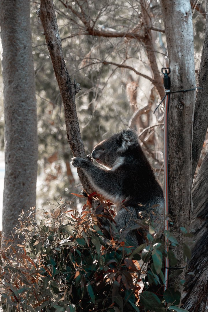 Spotting koalas in Yanchep National Park